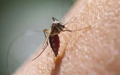 Conoce un poco acerca del dengue, sus síntomas y cómo protegerse