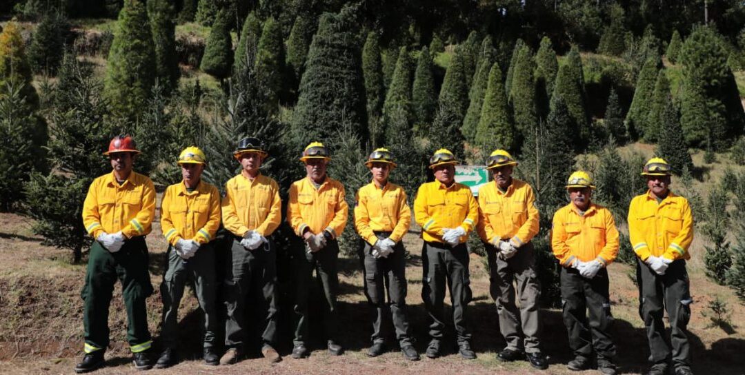 Primer corte legal de árbol navideño fortalece la silvicultura sustentable 