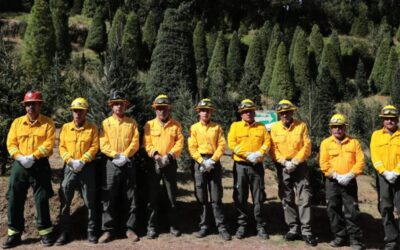 Primer corte legal de árbol navideño fortalece la silvicultura sustentable 